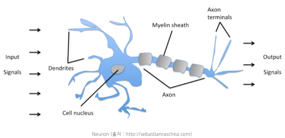neuron